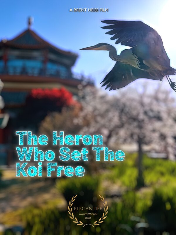 The Heron Who Set the Koi Free